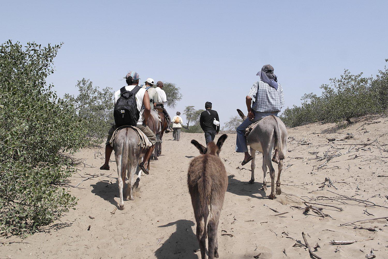 Denuncian tala indiscriminada en bosque seco de La Otra Banda, en Zaña