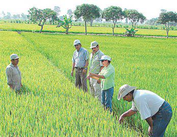 Proyecto de Irrigación Olmos es rentable