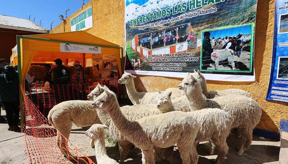 ​Medicamentos, pacas de heno y cobertizos para enfrentar heladas en Puno