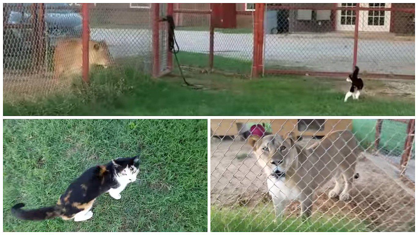 ​YouTube: ¡Impresionante! mira cómo una pequeña gata desafía a una leona