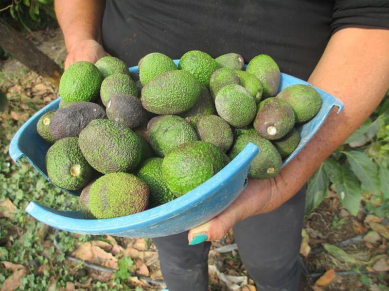 Aumenta producción de palta en Omate de 10 a 13 toneladas por hectárea