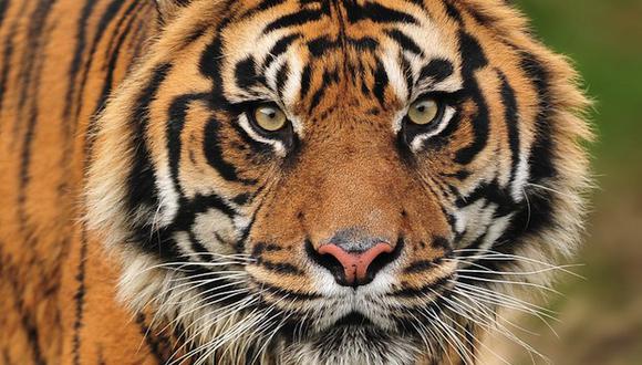 Google dona US$ 5 mlls para monitorear animales en peligro de extinción