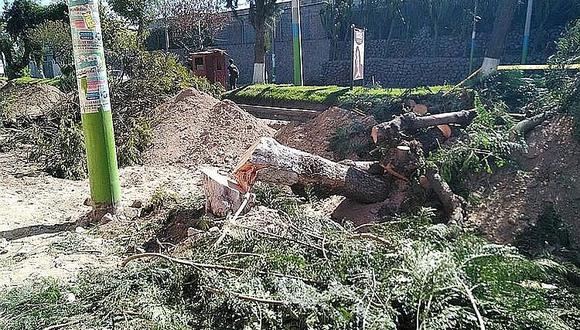​Talan árboles para ejecutar asfaltado de vía en Arequipa