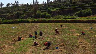 Empieza inscripción de agricultores para bonos de hasta S/1300