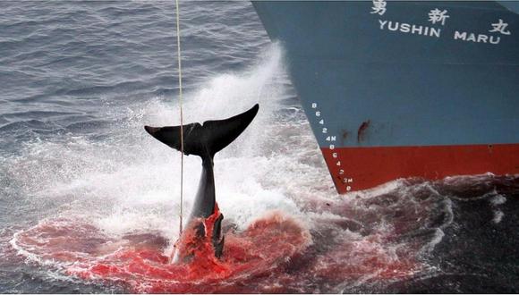 Japón: asesinan a 177 ballenas en el Pacífico con "fines científicos"