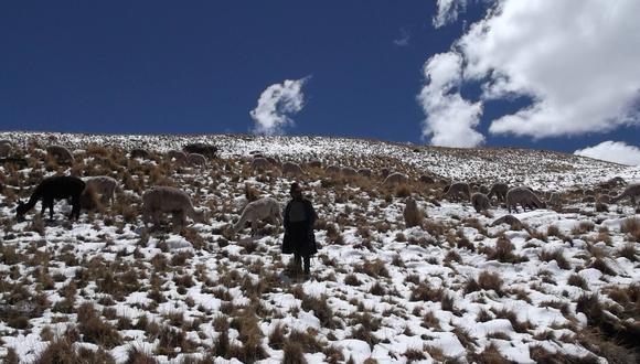 Cusco: solicitarán declaratoria de emergencia del sector pecuario