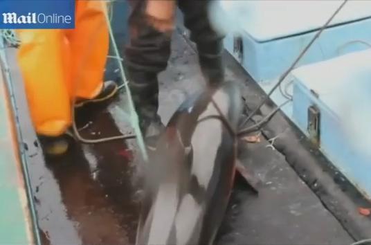 Fiscalía investigará caza indiscriminada de delfines