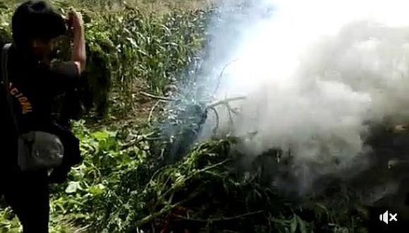 Incineran más de 11 mil plantones de marihuana en Recuay (VIDEO) 