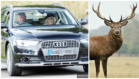 ​Príncipe Carlos involucrado en un accidente con un ciervo 