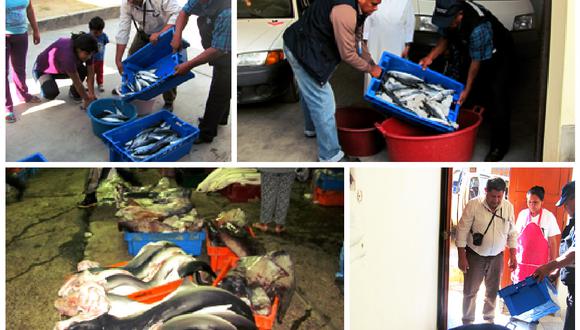 Tacna: decomisan 400 kilogramos de bonito por no tener talla mínima 