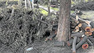 Serfor: tres quejas formales por poda de árboles