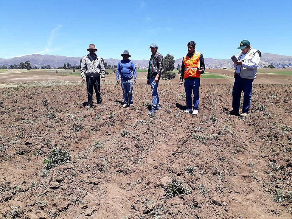 Emergencia: Más del 40% de cultivos se perdieron a consecuencia de las heladas y sequías en Ayacucho (FOTOS)