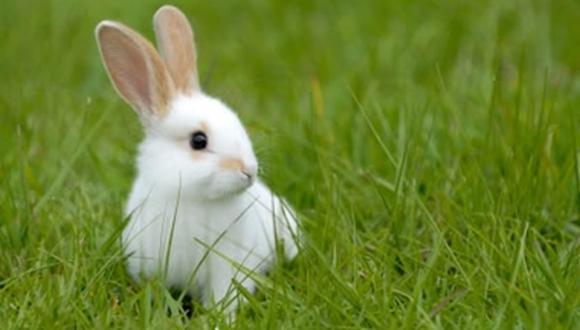 Estampida de conejos: el video que sorprende en las redes sociales