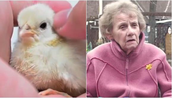 ¿Cómo una gallina puede ayudar a una persona mayor? (VIDEO)
