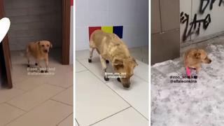 ‘Mónica’, la mascota rusa que fue maltratada y ahora lleva cuatro prótesis en las patas