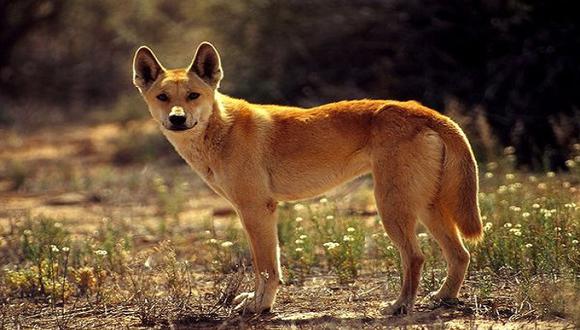 Cráneo del dingo domina en el cruce con otros perros, según estudio