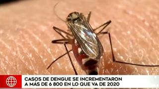 Nueva cepa del dengue vino de Asia o África: “Sería el primero que se ha introducido en las Américas”
