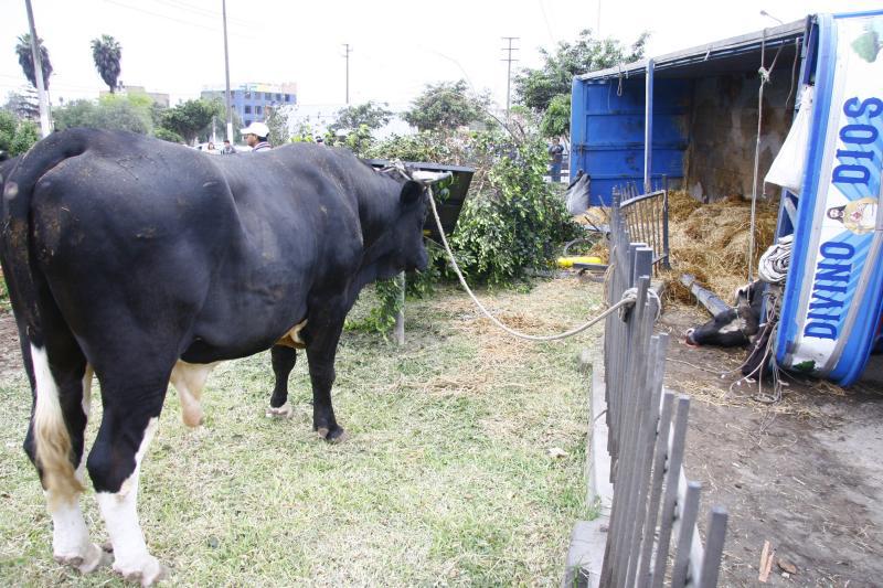 Abigeos roban y luego abandonan 21 reses al no tener cómo llevarlas