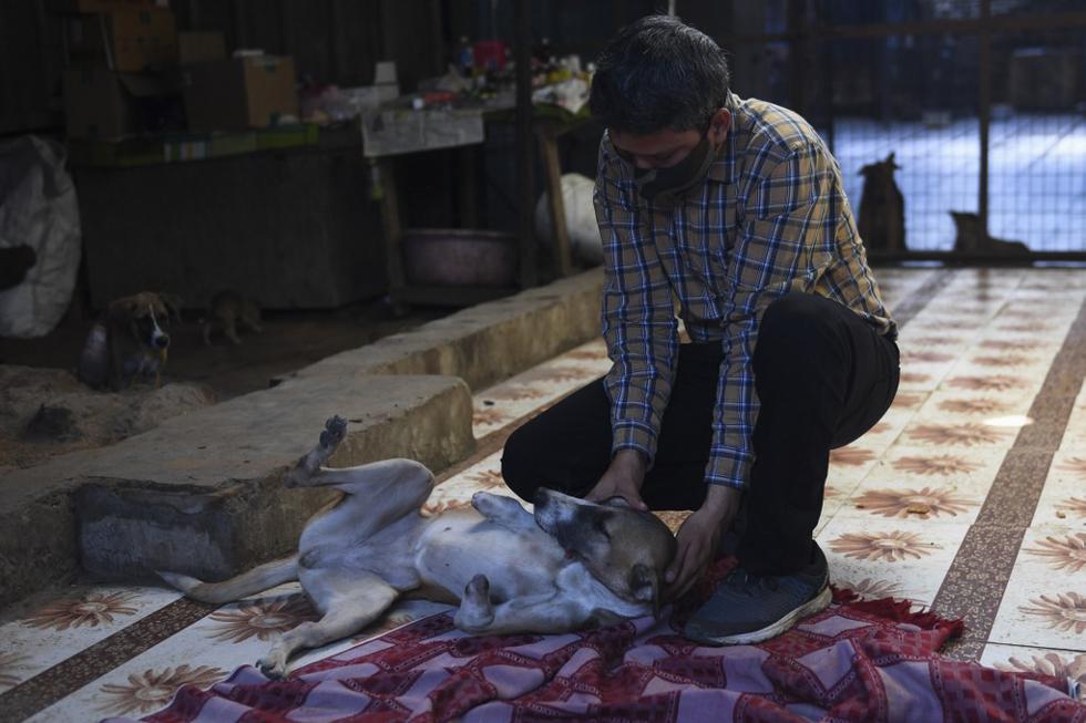 Una joven perra callejera, gravemente herida por un tren y cuyo rescate apasionaba las redes sociales en India, encontró una casa de acogida en Gran Bretaña, según la asociación de ayuda a los animales que la atendió. En la foto, Ravi Dubey, fundador de People for Animals Trust juega con 'Rocky'. (Foto de Money SHARMA / AFP)