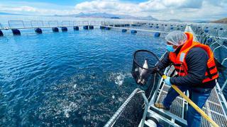Piura se consolida como principal productor acuicola del país