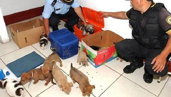 ​Recuperan mascotas que eran vendidas ilegalmente en la vía pública