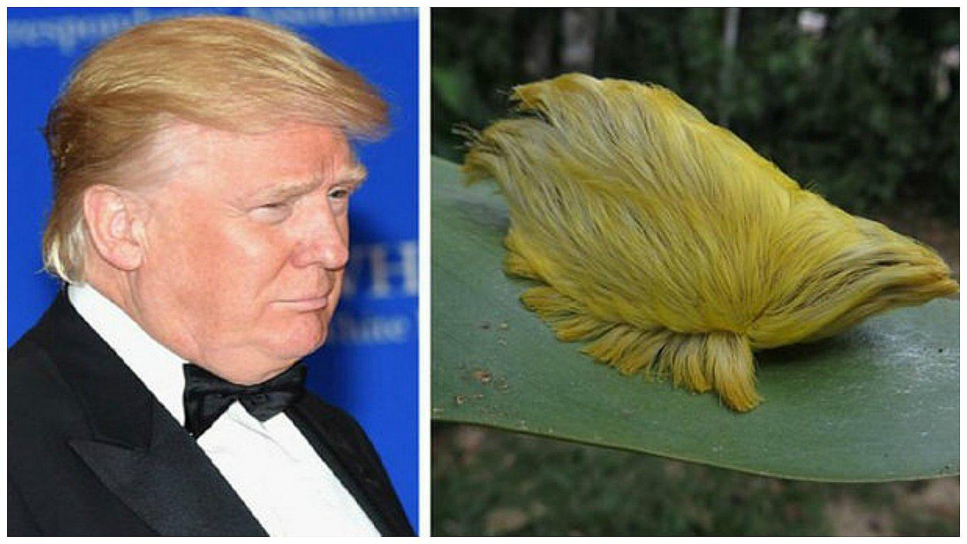 Biólogo encuentra la "oruga Donald Trump" en Amazonía peruana (VIDEO)