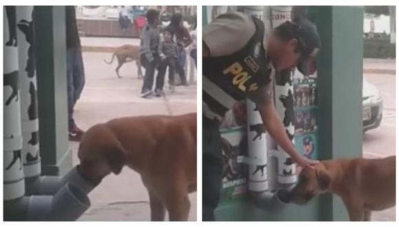 Comisaría instaló comedero para perritos en situación de abandono (VIDEO) 