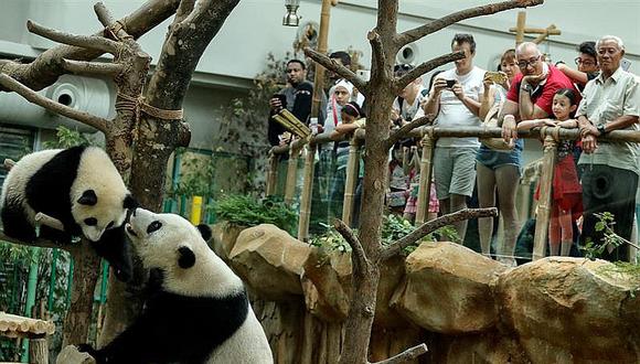 ​Pareja de pandas del zoológico de Kuala Lumpur celebra su décimo cumpleaños