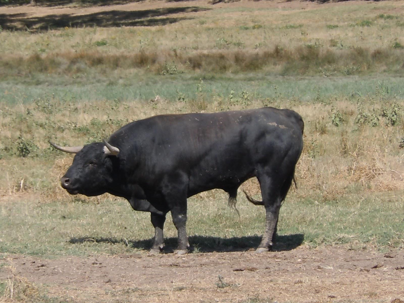 Tarma: toro embiste a muchacho y lo arroja a abismo