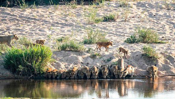 YouTube: captan a 20 leones bebiendo de un río al mismo tiempo y video impacta en las redes
