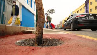 Árboles fueron retirados de la ciclovía en jirón Prolongación La Mar, en La Victoria