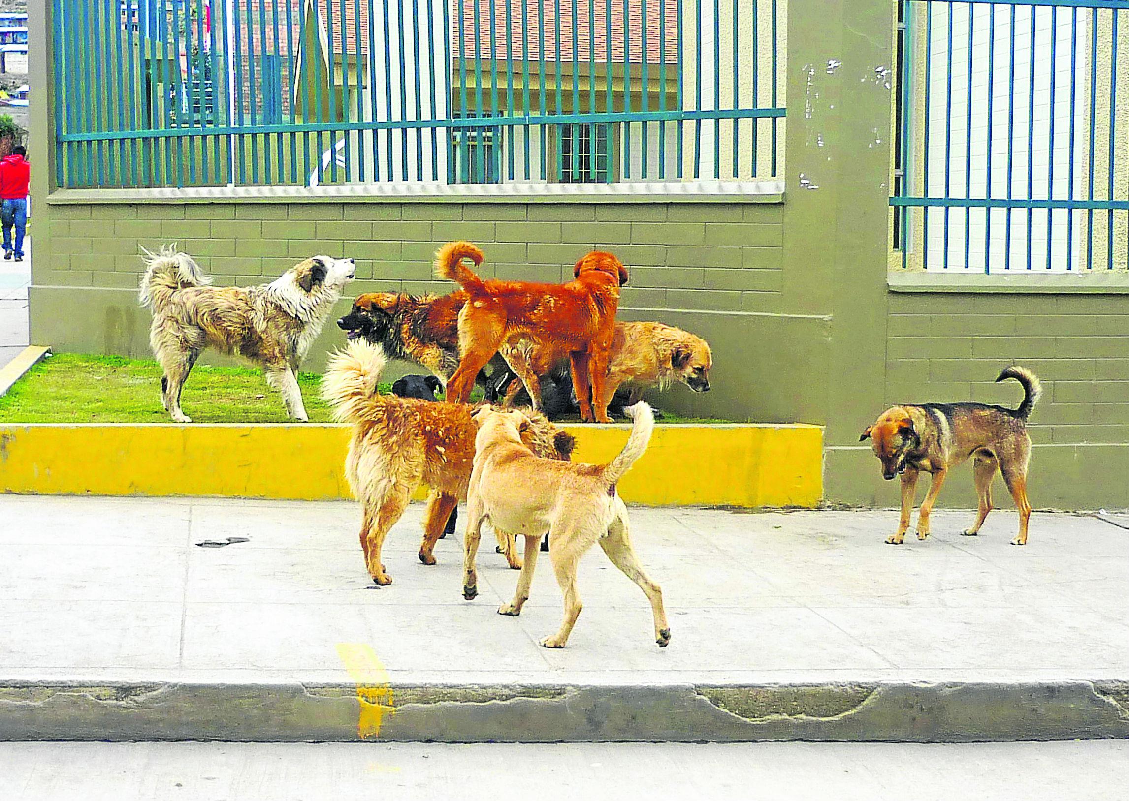 ​Más de 15 mil perros callejeros deambulan por Huancayo