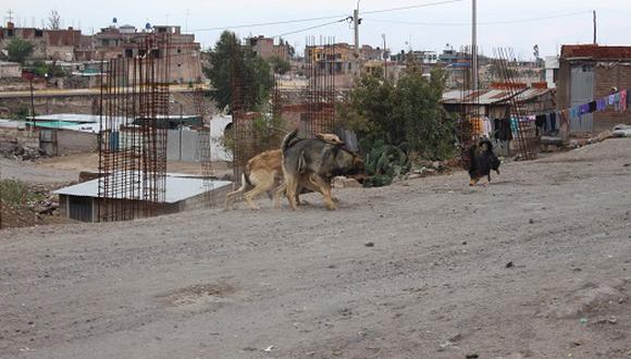 Detectan primer caso positivo de rabia canina en la ciudad de Arequipa