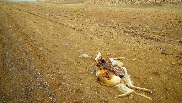 Cazadores furtivos matan a 22 vicuñas en la zona andina de Tacna en el 2017