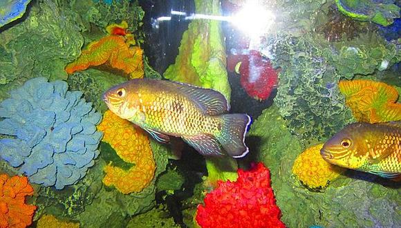 ​Inaugurarán acuario más grande del país en zoológico de Huachipa