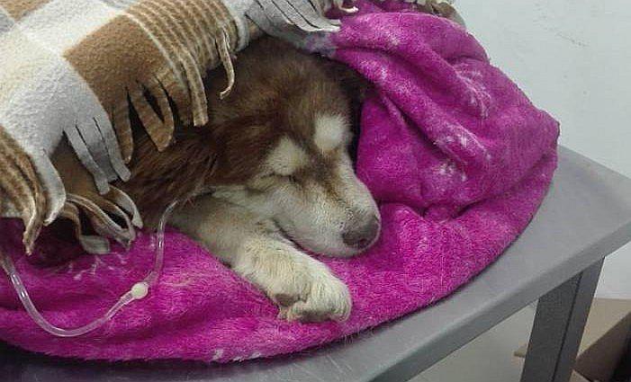 Murió perrita preñada que fue lanzada a río dentro de un saco (VIDEO)