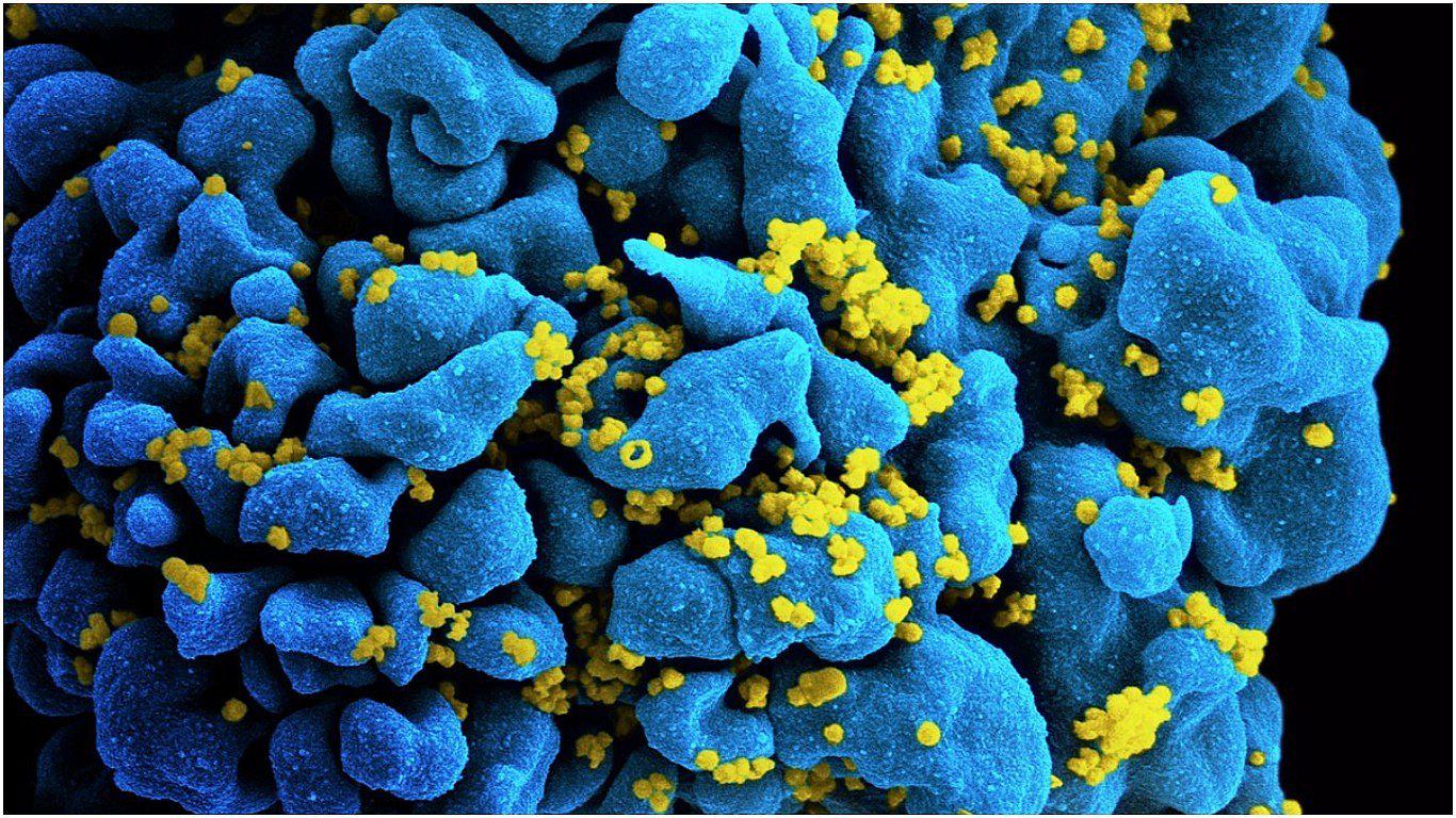 Cáncer: ​Descubren linfocitos que permiten reducir el tamaño de tumores