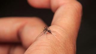 Nueva variante de dengue es confirmada por el Ministerio de Salud (VIDEO)