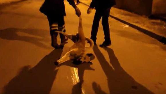 Marruecos mata a tiros a perros callejeros para frenar epidemia de rabia