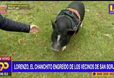 Conoce a Lorenzo: el cerdito mascota que enamora a los vecinos de San Borja (VIDEO)