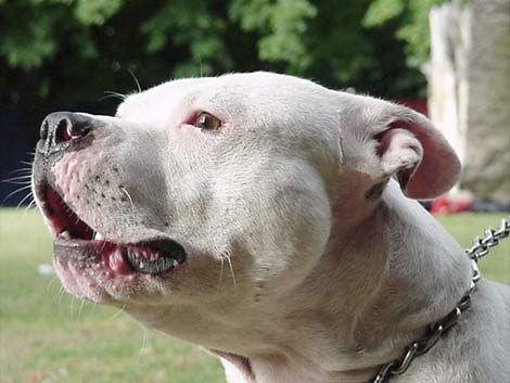 Pitbull atacó y le destrozó la mandíbula a una pequeña mascota