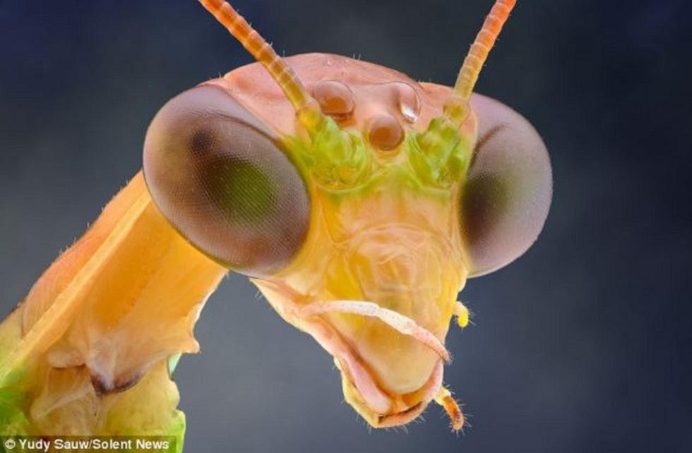 Así se ven los insectos cara a cara (FOTOS)