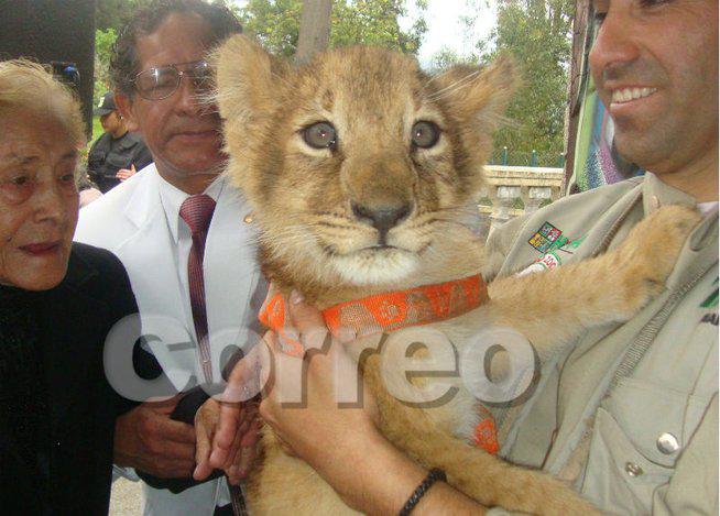 Indignación por la muerte de leona "Killa" nacida en cautiverio