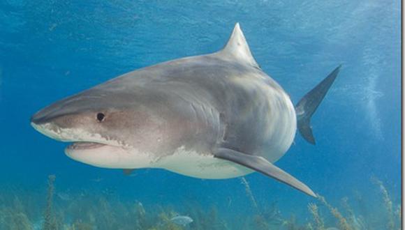 Activistas alertan sobre disminución de tiburones en América