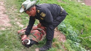 Auxilian a cóndor tras caída y luego lo liberan en Cusco (VIDEO)