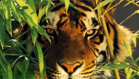Cazadores utilizan perfume de Calvin Klein para atrapar a tigre en India 