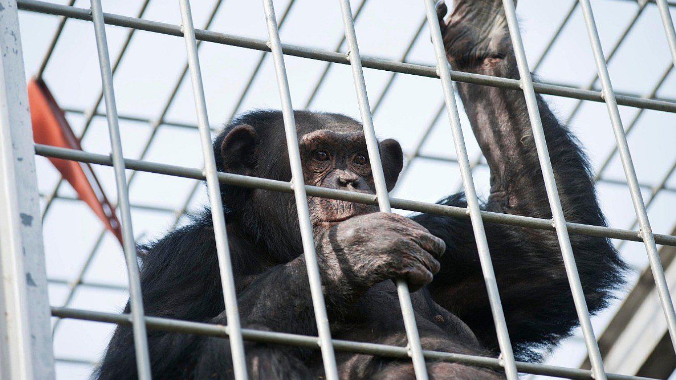 Chimpancé encerrado dentro de un zoológico aprovechó la caída de un tronco para huir