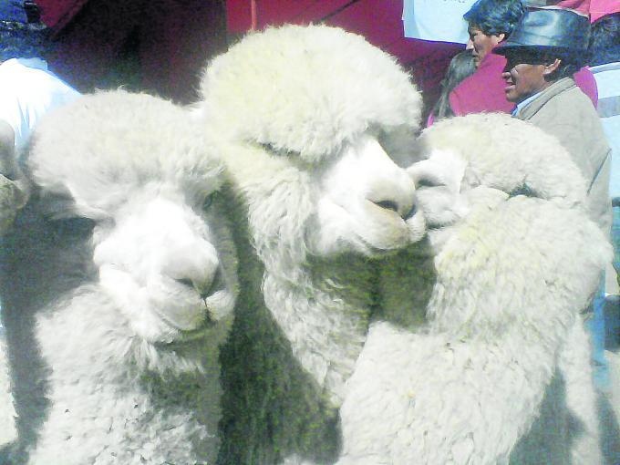 Falta de tecnificación impide la exportación de fibra de alpaca
