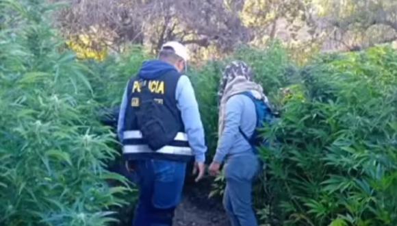 Nasca: Dirandro incinera 12 mil plantones de marihuana en Huayhua