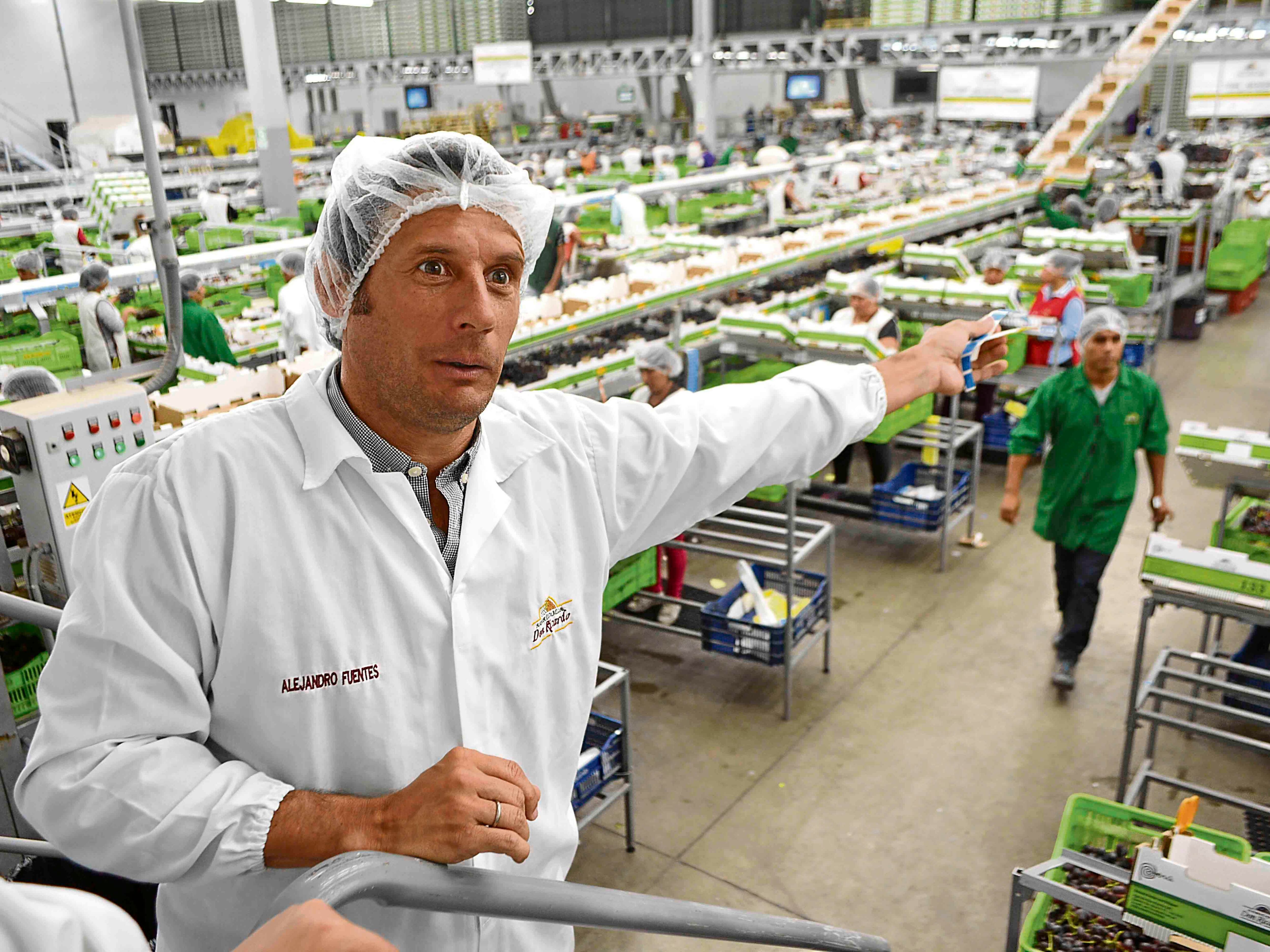 Fenómeno de El Niño afecta en la producción de uvas